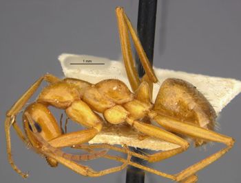 Media type: image;   Entomology 8845 Aspect: habitus lateral